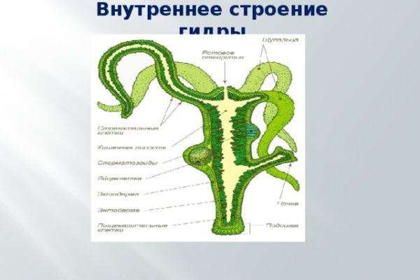 Кракен ссылки krakenwebs org